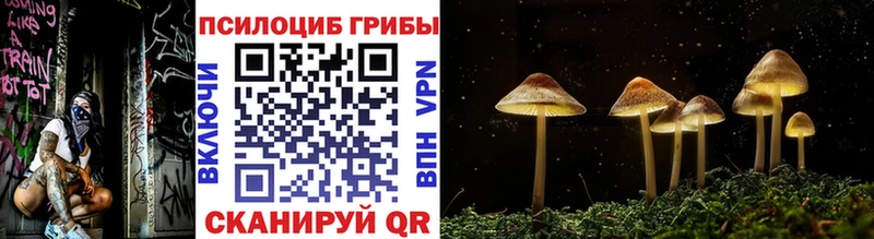 как найти   Подольск  Псилоцибиновые грибы Cubensis 